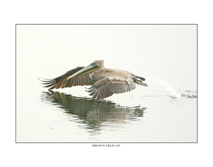 845 brown pelican.jpg
